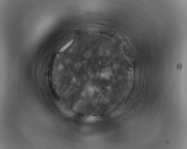 X0000092010527200709201533