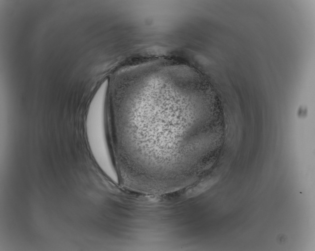 X0000092010624200709201531