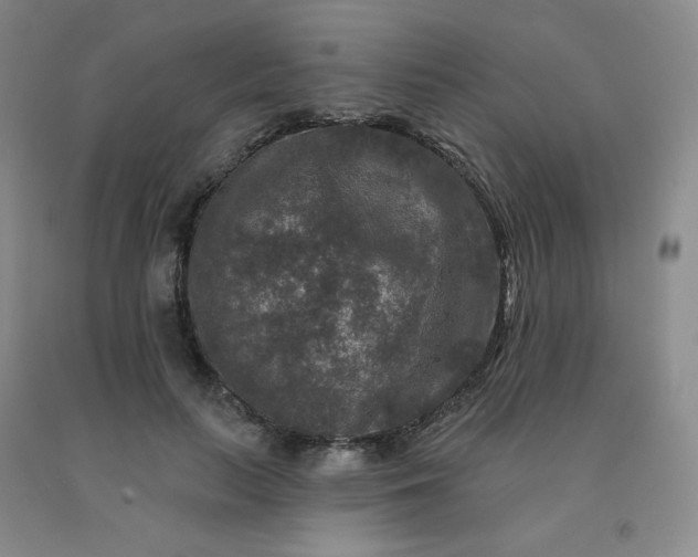 X0000092010647200709201531
