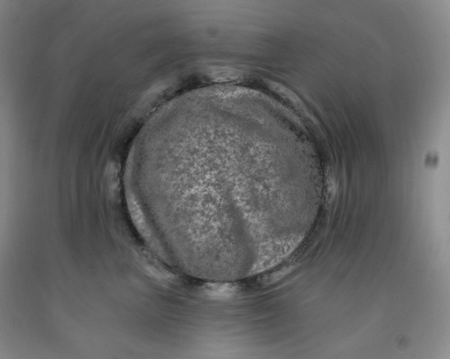 X0000092010667200709201531