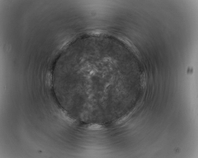 X0000092010669200709201531