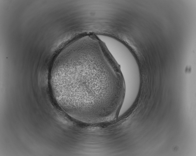 X0000092010685200709201531