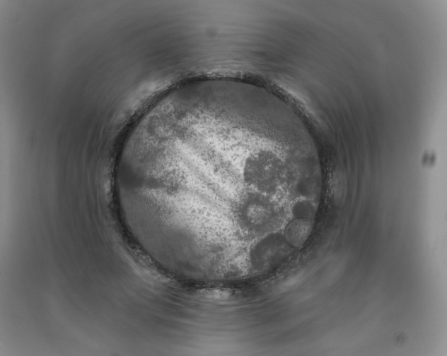 X0000092010687200709201531