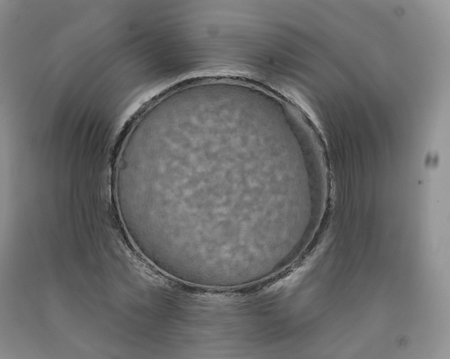 X0000092010781200709201529