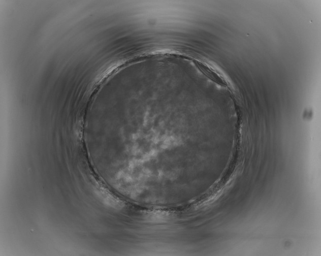 X0000092010785200709201529