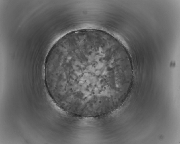 X0000092010839200709201529