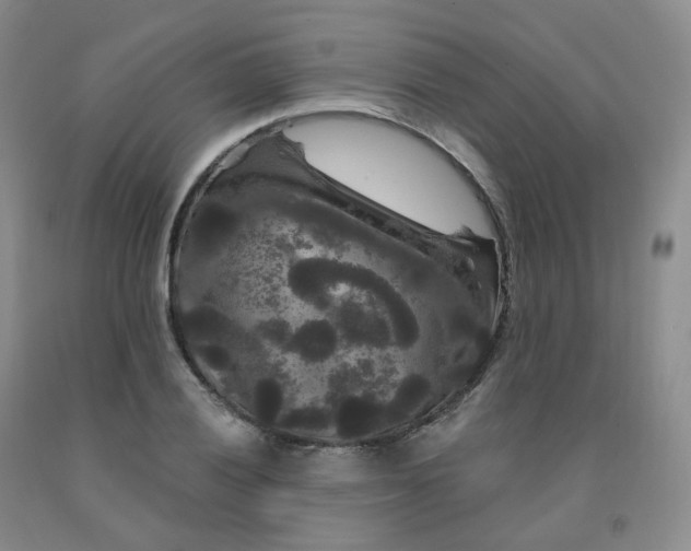 X0000092011028200709201526