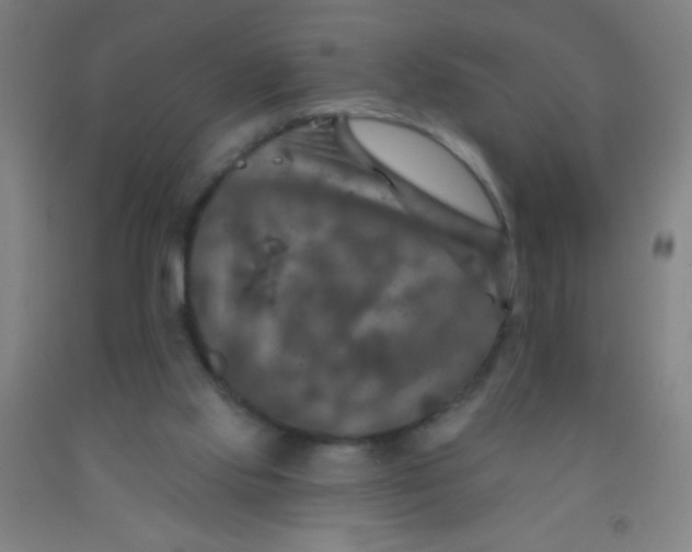 X0000092010061200709271537