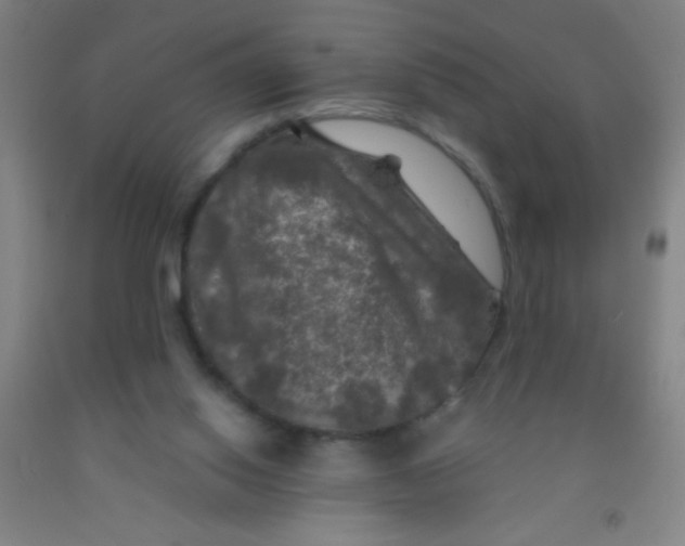 X0000092010062200709271537