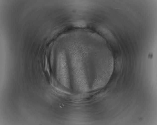 X0000092010229200709271535