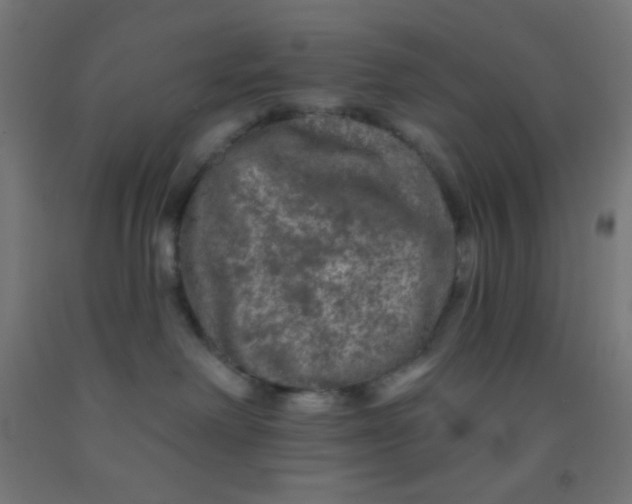 X0000092010238200709271535