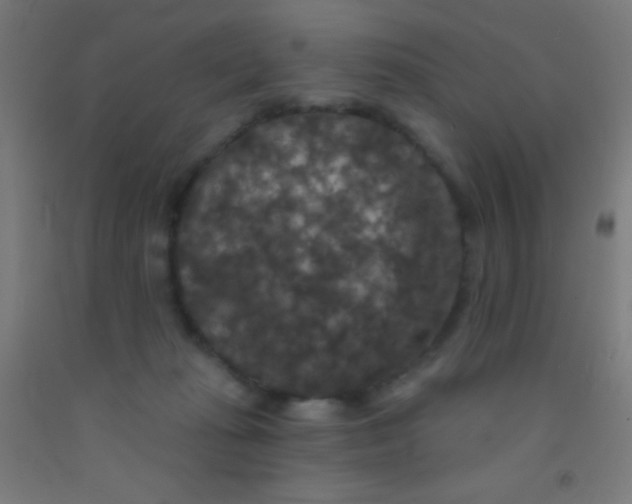 X0000092010269200709271535