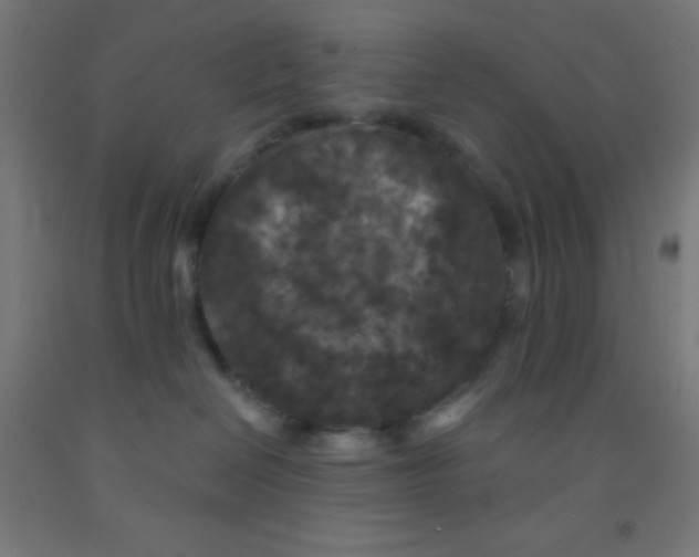 X0000092010286200709271535