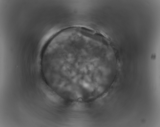 X0000092010343200709271534