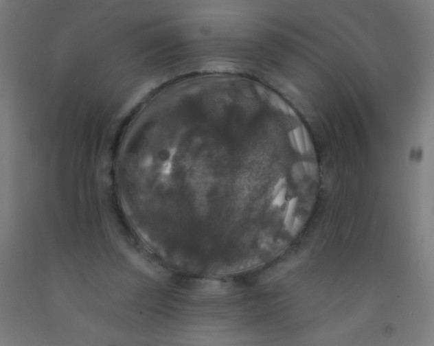 X0000092010347200709271534