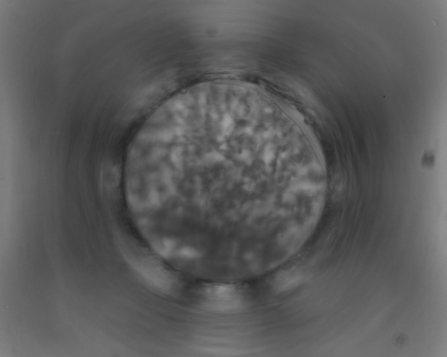 X0000092010365200709271534