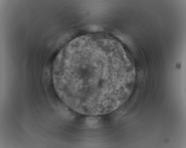 X0000092010373200709271534