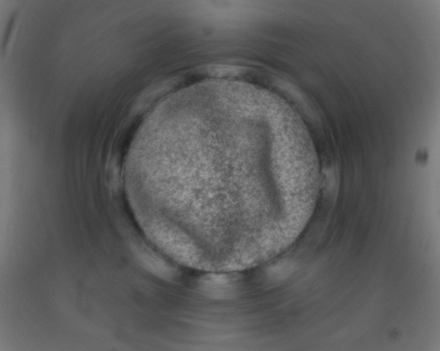 X0000092010381200709271534