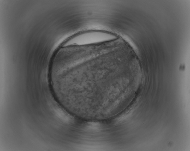 X0000092010391200709271533