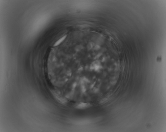 X0000092010527200709271532