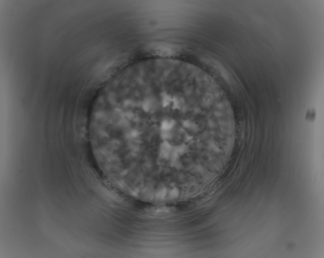 X0000092010553200709271531