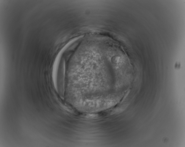 X0000092010720200709271529