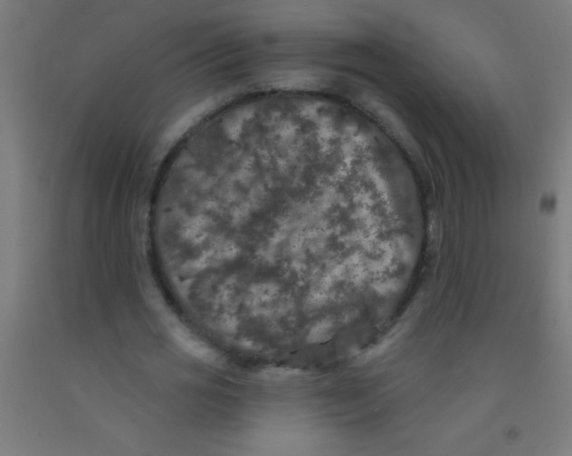 X0000092010725200709271528