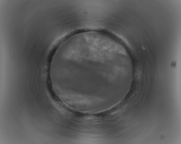 X0000092010736200709271529