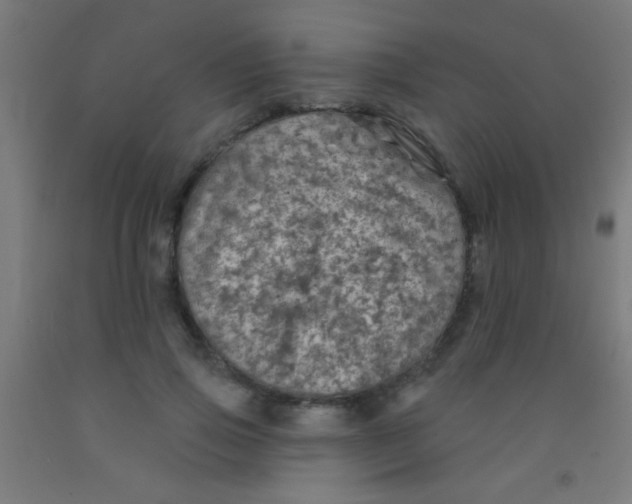 X0000092010741200709271529