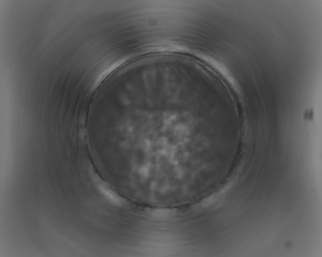 X0000092010889200709271527