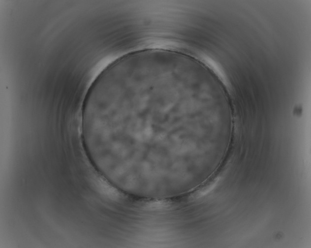 X0000092010891200709271527