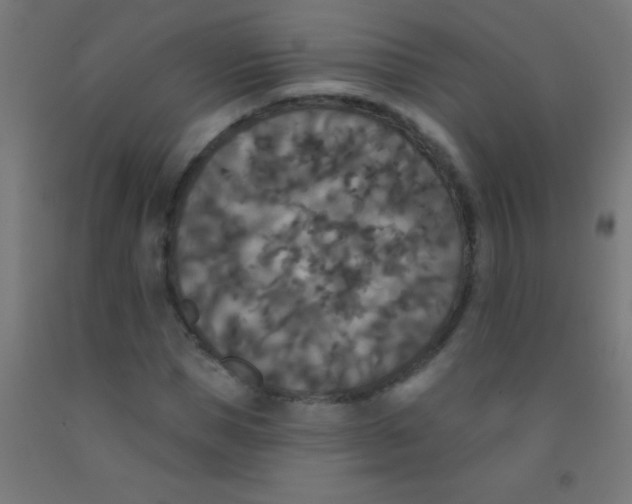 X0000092010921200709271526