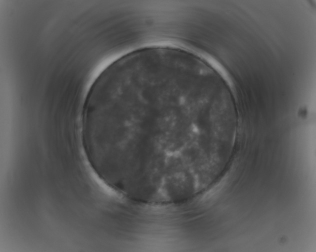 X0000092010951200709271526