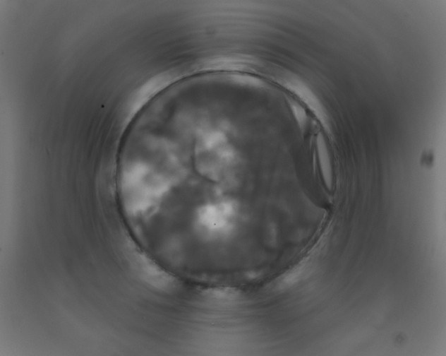 X0000092010994200709271525