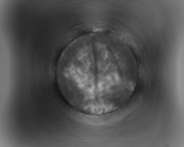 X0000092010030200710041033