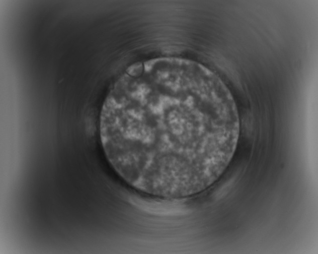 X0000092010032200710041033