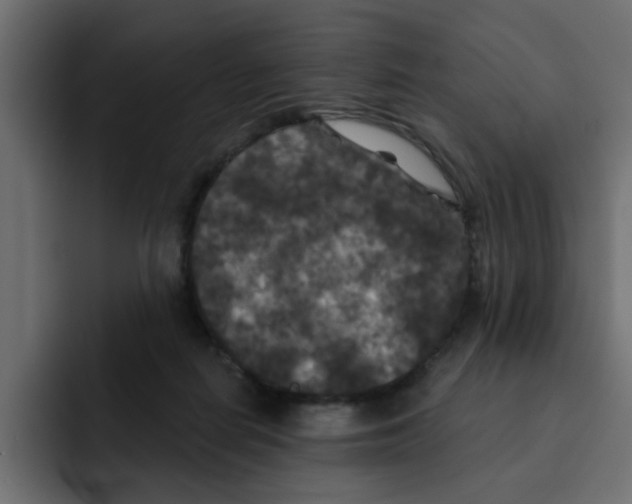 X0000092010266200710041031