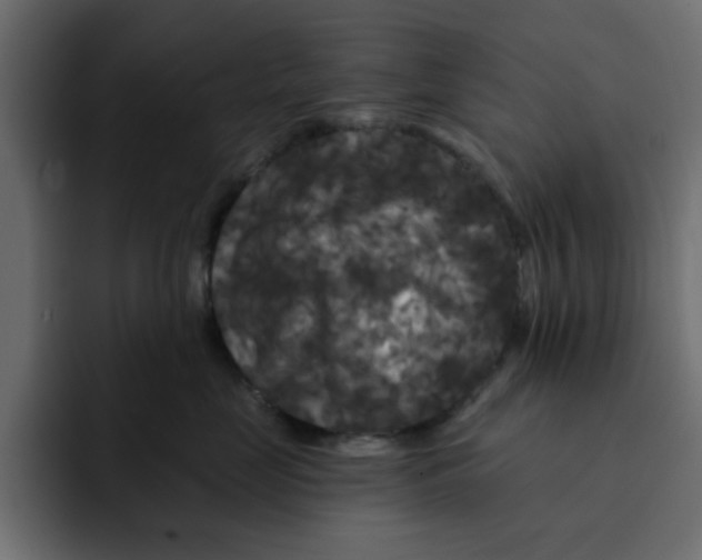 X0000092010669200710041027