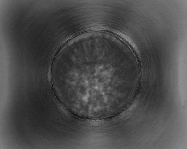 X0000092010889200710041023