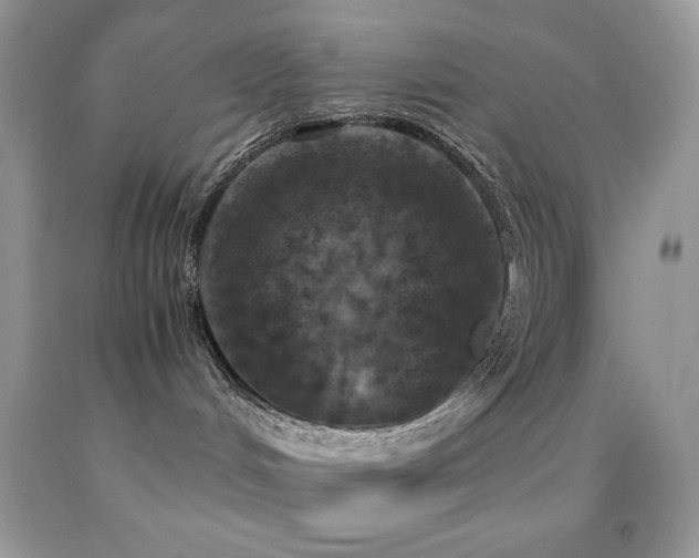 X0000092020048200709061602