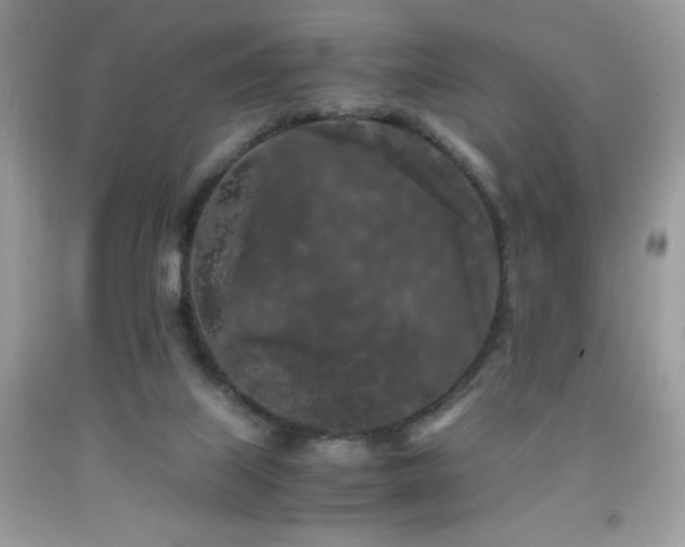 X0000092020067200709061602