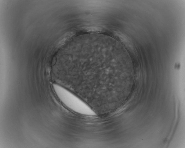 X0000092020281200709061559