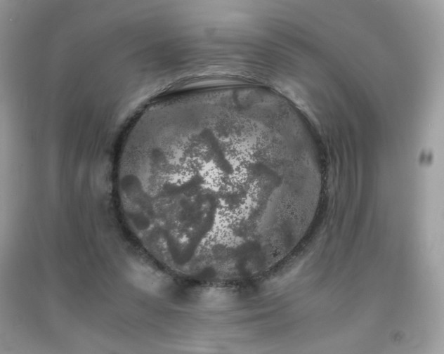 X0000092020303200709061559