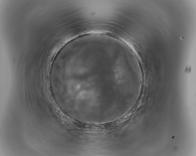 X0000092020337200709061558