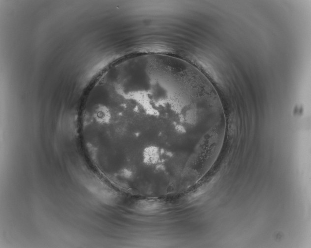 X0000092020351200709061558
