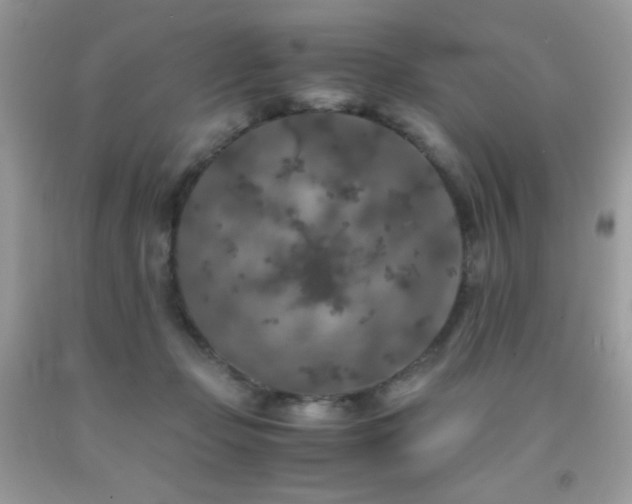 X0000092020365200709061558