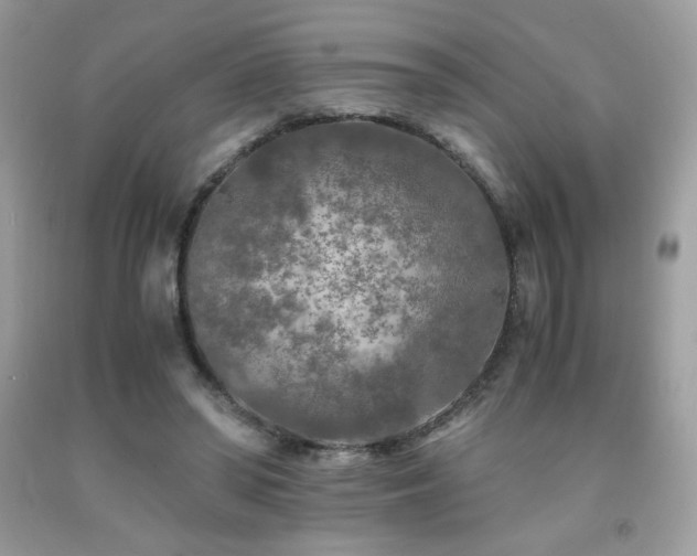 X0000092020398200709061558