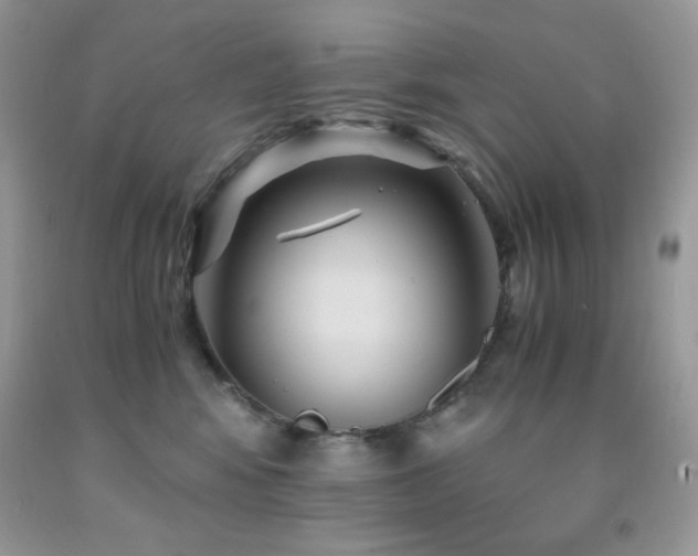X0000092020424200709061557