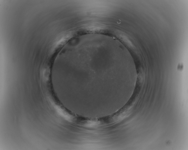 X0000092020458200709061556
