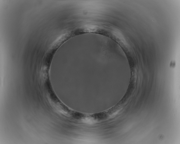 X0000092020598200709061555